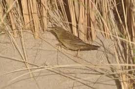 Image result for Locustella lanceolata