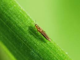 Attēlu rezultāti vaicājumam “Thysanoptera”