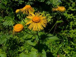 Image result for Telekia speciosa