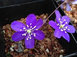 Attēlu rezultāti vaicājumam “Hepatica nobilis”