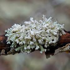 Attēlu rezultāti vaicājumam “Physcia adscendens”