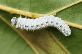 Attēlu rezultāti vaicājumam “Eriocampa ovata”