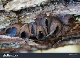 Attēlu rezultāti vaicājumam “Bulgaria inquinans”