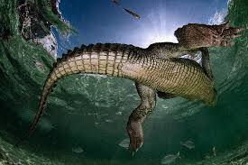 Image result for Crocodylus acutus