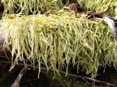 Attēlu rezultāti vaicājumam “Brachythecium albicans”