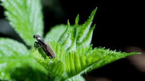 Attēlu rezultāti vaicājumam “Athous sp.”