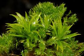 Attēlu rezultāti vaicājumam “Pogonatum dentatum”