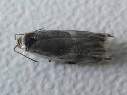 Attēlu rezultāti vaicājumam “Ancylis myrtillana”