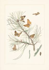 Attēlu rezultāti vaicājumam “Bupalus piniaria”