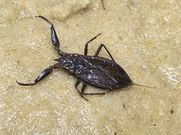 Attēlu rezultāti vaicājumam “Nepa cinerea”