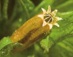 Attēlu rezultāti vaicājumam “Orthotrichum affine var. affine sporophyte”