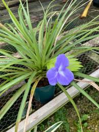 Image result for tillandsia umbellata