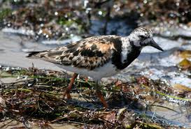 Attēlu rezultāti vaicājumam “Arenaria interpres adult”