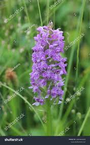 Attēlu rezultāti vaicājumam “Dactylorhiza majalis subsp. baltica bud”