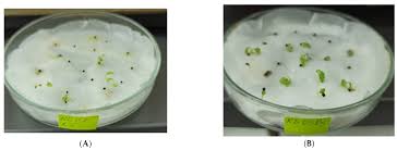 Attēlu rezultāti vaicājumam “Primula veris fruit”