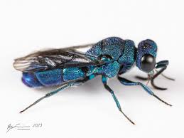 Attēlu rezultāti vaicājumam “Chrysididae”