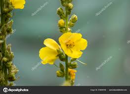 Attēlu rezultāti vaicājumam “Verbascum densiflorum bud”