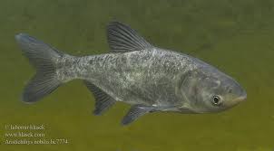 Image result for Hypophthalmichthys nobilis