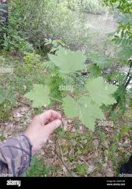 Attēlu rezultāti vaicājumam “Ribes spicatum”