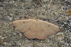 Attēlu rezultāti vaicājumam “Watsonalla binaria”