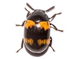 Attēlu rezultāti vaicājumam “Diaperis boleti”