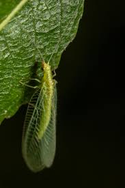 Attēlu rezultāti vaicājumam “Chrysopidae imago”