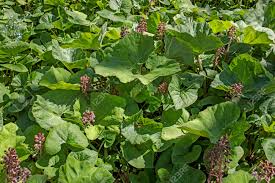 Attēlu rezultāti vaicājumam “Petasites hybridus leaf”