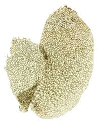 Attēlu rezultāti vaicājumam “Scapania lingulata”