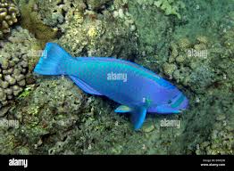 Image result for Chlorurus perspicillatus