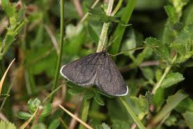 Attēlu rezultāti vaicājumam “Odezia atrata”