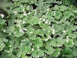 Attēlu rezultāti vaicājumam “Glechoma hederacea leaf”
