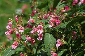 Attēlu rezultāti vaicājumam “Impatiens glandulifera flower”