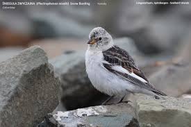 Attēlu rezultāti vaicājumam “Plectrophenax nivalis adult”