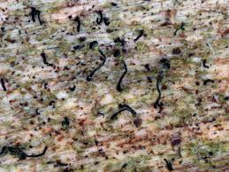 Attēlu rezultāti vaicājumam “Chaenotheca chlorella”