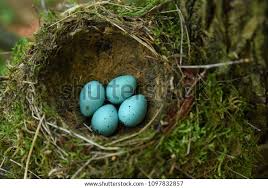 Attēlu rezultāti vaicājumam “Turdus philomelos nest”