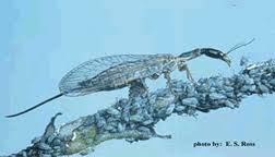 Attēlu rezultāti vaicājumam “Raphidioptera”