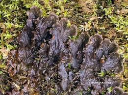 Attēlu rezultāti vaicājumam “Peltigera praetextata”