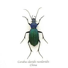 Attēlu rezultāti vaicājumam “Carabus arcensis”