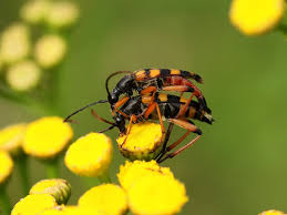 Attēlu rezultāti vaicājumam “Strangalia attenuata”