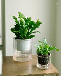 「綠羽毛」的圖片搜尋結果