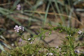 Attēlu rezultāti vaicājumam “Cakile maritima subsp. baltica flower”