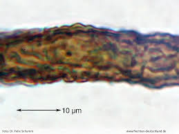 Attēlu rezultāti vaicājumam “Cystocoleus ebeneus”