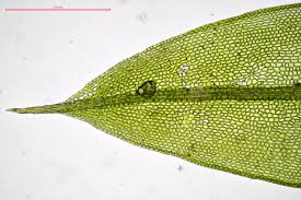 Attēlu rezultāti vaicājumam “Acaulon muticum”