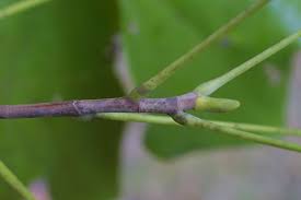 Attēlu rezultāti vaicājumam “Liriodendron tulipifera bud”