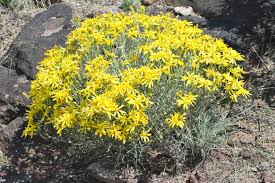 Attēlu rezultāti vaicājumam “Symphytocarpus flaccidus sessile”