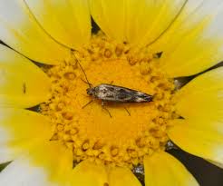 Attēlu rezultāti vaicājumam “Scythris limbella”