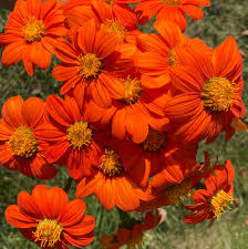 Image result for Tithonia rotundifolia