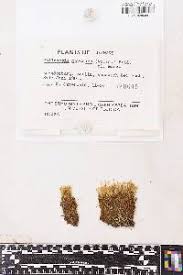 Attēlu rezultāti vaicājumam “Philonotis marchica”