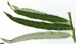 Attēlu rezultāti vaicājumam “Salix myrtilloides leaf”