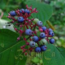 Attēlu rezultāti vaicājumam “Chamaedaphne calyculata fruit”